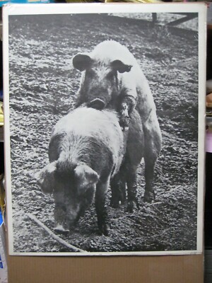 Makin' Bacon make love Vintage poster 1970's pig pigs farm 17494