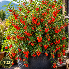 🍒 50 GOJI BERRY SEEDS | AUTUMN NON-GMO COLD HARDY PERENNIAL FRUIT FREE SHIPPING