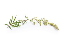 MUGWORT HERB 500 SEEDS: Medicinal, Culinary, Perennial Artemisia Vulgaris 
