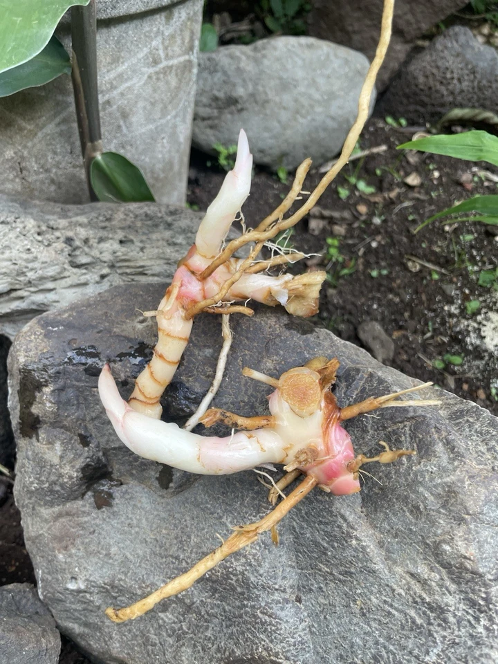 4 Fresh Black Cardamom Ginger Roots HAWAII GROWN Rhizomes Organic Rare Aromatic - Image 4 of 4