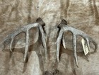 Lot of 2 Whitetail Deer sheds SETS Antlers Taxidermy Mount Decor Craft 3216&3217 — photo 4