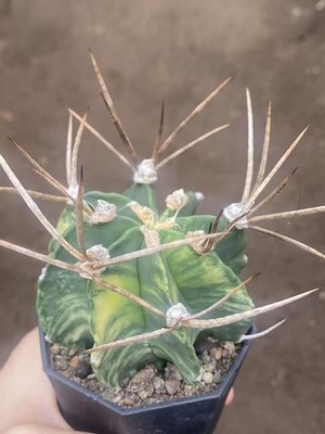 Astrophytum Capricorne Buffalo Suigyu variegated succulent seedgrowth WYSIWYG 2