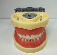 Modelo dental articulado Dyma DM-200G (Typodont) modelo de enseñanza