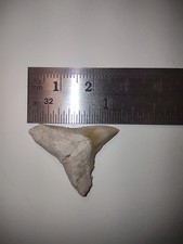 A Monster Real Bull Shark Tooth Fossil Sharks Teeth Great Fossils Miocene Meg AU