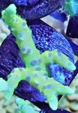 [WYSIWYG] RRC Goldenrod Anacropora Frag #1 Easy SPS Live Coral