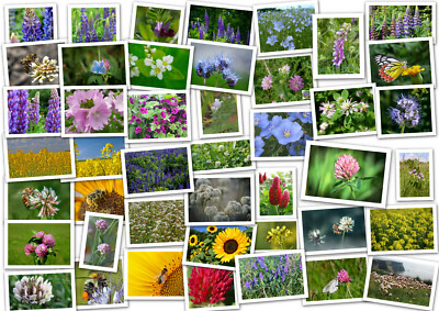 100m² / BLÜHMISCHUNG 14 Sorten Blume Wiese Wildblumen Blumenwiese Bienenweide