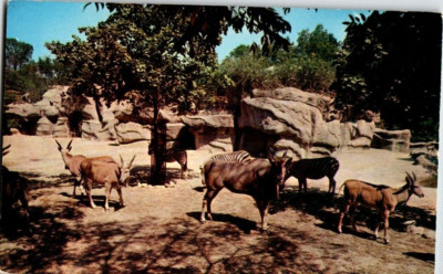 Post Card Unposted Elans & Zebras Zoological Gardens Cincinnati Ohio
