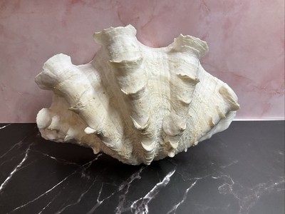 Large Giant Clam Shell Half Gorgeous