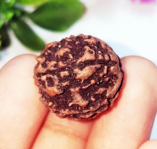 Piedras preciosas sueltas 5 cuentas Mukhi Rudraksha 10,40 quilates con regalo gratis - Imagen 5 de 8