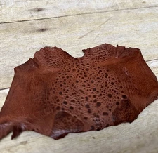 Brown TOAD Hide Genuine Leather GLOSSY cane frog Exotic rana Skin 238