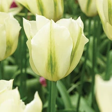 White with Green Tulip, Spring Green, Pack of 24 Top Size Bulbs
