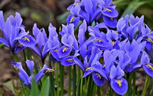 10x Iris Reticulata Harmony Bulbs Blue Spring Flowering Garden Dwarf Flowres - Picture 5 of 11