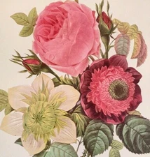 P. J. Redoute Flowers Rose Anemone Clematite Botanical Art Print Book Plate 125