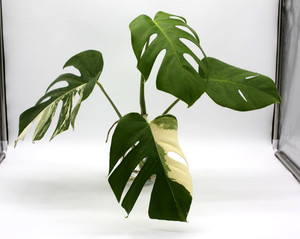 Monstera Albo Cutting | eBay
