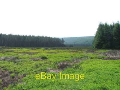 Foto 6x4 Hummelholz. Oberköpfe Teil der Wheeldale Plantage. c2006