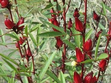 Roselle Seeds Asian Sour Leaf Hibiscus sabdariffa, Tracking Included, Gardening.