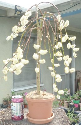 Weeping Pussy Willow Pre Bonsai Dwarf Kifu Fat Trunk Salix Caprea Flowers |  eBay