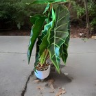 Artificial Fake Plant 20" Height Tree Home Or Office Decoration