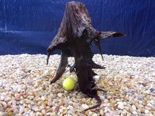 Medium Driftwood 12"x13"x09" Aquarium Terrarium Reptile Natural Art