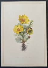 Botanique Adonis du printemps Gravure couleur d'après Karl Grossmann