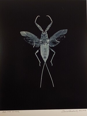 Original Large Format Black & White Photo Red Toe Biter by Charles Fendrock