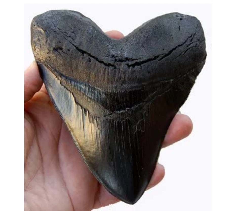 Зуб мегалодона 5,5 дюйма черный с насечками - Изображение 3 из 4