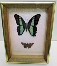 Real Butterfly Mounts in shadow box - Hand mounted by Montana a craftsman