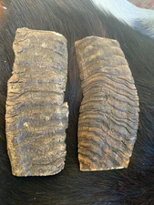 MERINO RAM HORN KNIFE HANDLE MATERIAL  Lg BLANK SCALES 5” x 2 1/8 d 3/8” (M920)