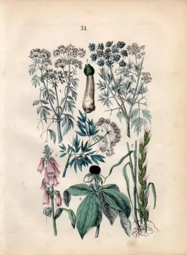 1861 MARTIN HC WOOD ENGRAVING foxglove, hemlock, poison darnel, poison parsley