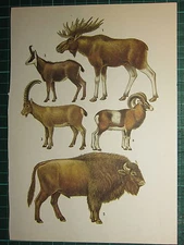 VINTAGE NATURAL HISTORY PRINT ~ ELK CHAMOIS IBEX MOUFLON BISON WISENT