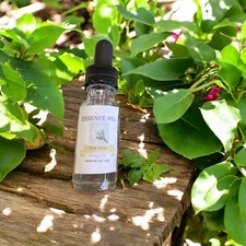 Tea Tree Essence Oil