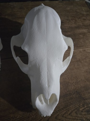 #ad Grizzly Bear Replica Skull 3d Printed White Pla includes lower jaw $39.00