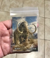 SUPER HIGH QUALITY - W🦣🦣LLY MAMMOTH HAIR - 0.3 GRAMS -YAKUTIA,SIBERIA,RUSSIA