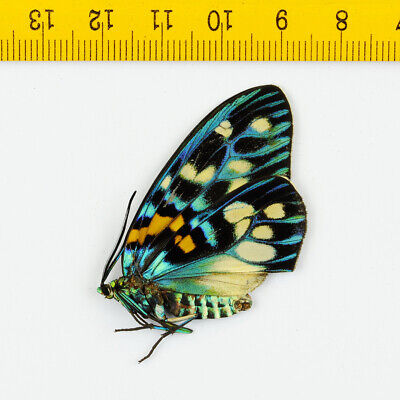 ONE REAL DAY FLYING MOTH BLUE HYPOCRITA PLAGIFERA UNMOUNTED WINGS CLOSED
