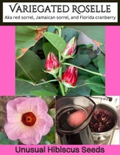 50 Variegated Roselle, Jamaican Sorrel Seeds - Marbled Hibiscus Jewels!