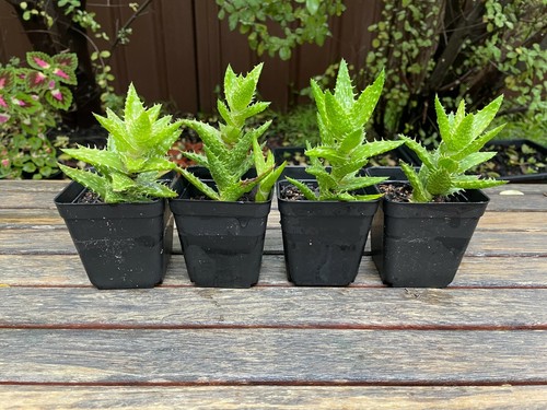 Aloe juvenna (Tiger Tooth Aloe) succulent Live Plant 10cm Height - Picture 6 of 6
