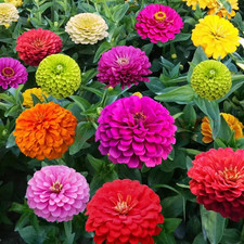 1000 Crazy Blend Zinnia for Planting Zinnia Elegans Heirloom Open Pollinated 