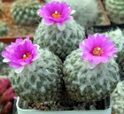 Pelecyphora strobiliformis, seeds 10 pcs