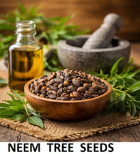 Fresh Neem Seed for Planting   Azadirachta Indica Tree Seeds