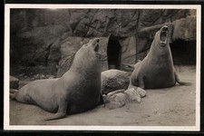 Postcard Hamburg-Stellingen, Carl Hagenbeck's zoo, roaring elephant seals 