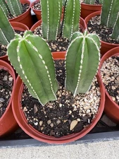Pachycereus marginatus - Mexican Fencepost Cactus - Lot 2