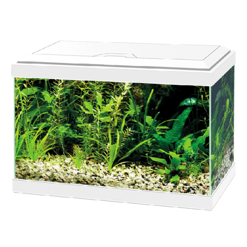 ADA CO2 Beetle Counter Aqua Design Amano Nature Aquarium Rare NEW