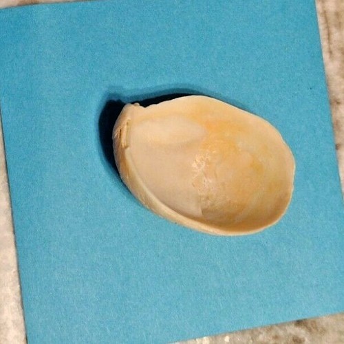 Atlantic Slipper Shell Craft Beach Island of Palms SC 32.784150, -79.78862 - Bild 4 von 7
