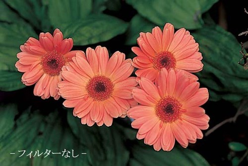 New MARUMI Camera Filter Close-up Lens MC + 3 46mm For Close-up Shooting 033046 - Picture 3 of 4