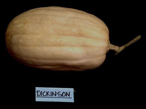 Pumpkin DICKINSON-Pumpkin Seeds-COOKS FAVOURITE, GREAT IN SCONES-SOLD OUT - Picture 2 of 2