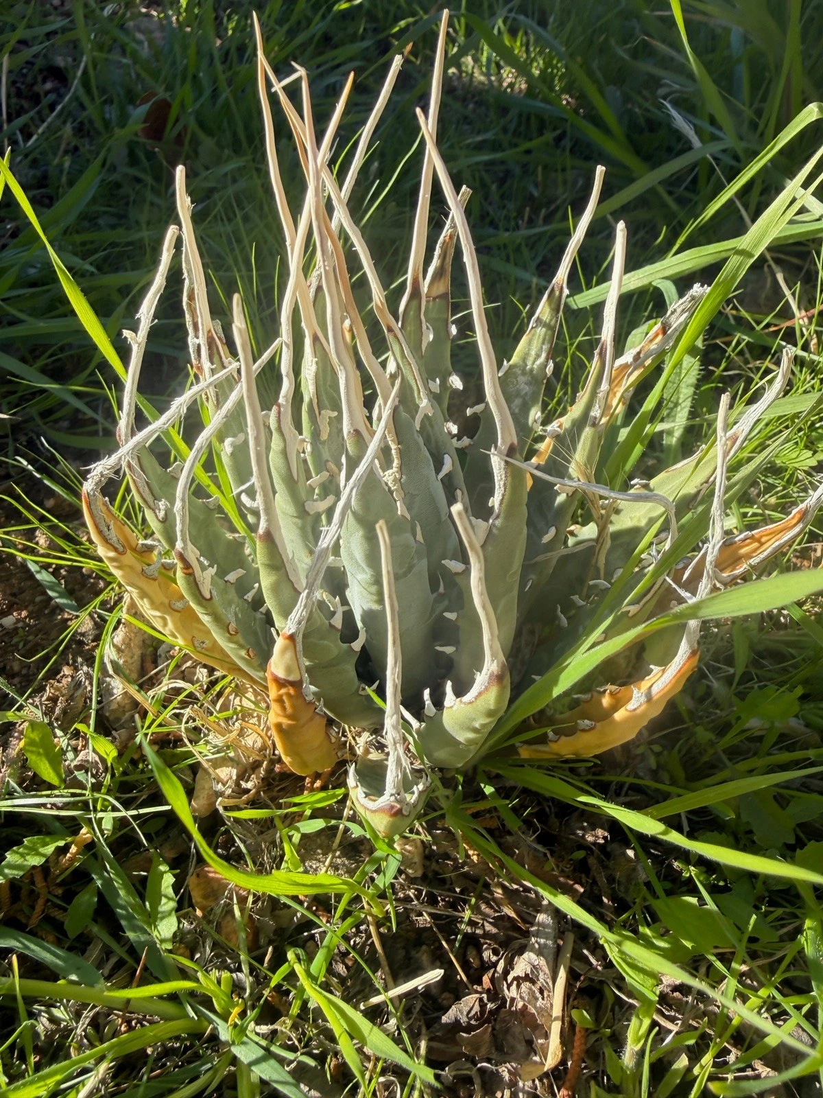 Agave Utahensis Eborispina Amazing long wavy spine’s
Opens in a new window or tab