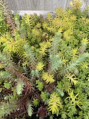 10 x Garten Steingarten Mix Sedum Stecklinge Sukkulenten Pflanze Schleppsteinpflanze - Bild 4 von 12