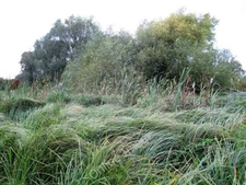 Photo 6x4 Wetlands in Morden Hall Park Morden/TQ2568 This area of the pa c2011