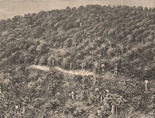 Coffee Plantations. Brazil 1885 old antique vintage print picture - Photo 1/1