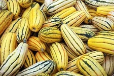 50 DELICATA SQUASH Striped Sweet Potato Cucurbita Pepo Vegetable Seeds